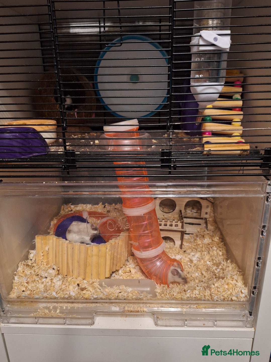 Mouse rodents for sale: 4 x female mice and cage  - Advert 6