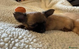 Chihuahua dogs for sale: Chihuahua long coat puppies ...only BOY left - Image 35