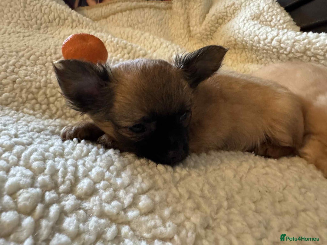 Chihuahua dogs for sale: Chihuahua long coat puppies ...only BOY left - Image 35