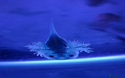 Axolotl reptiles for sale: Axolotls  - Image 13