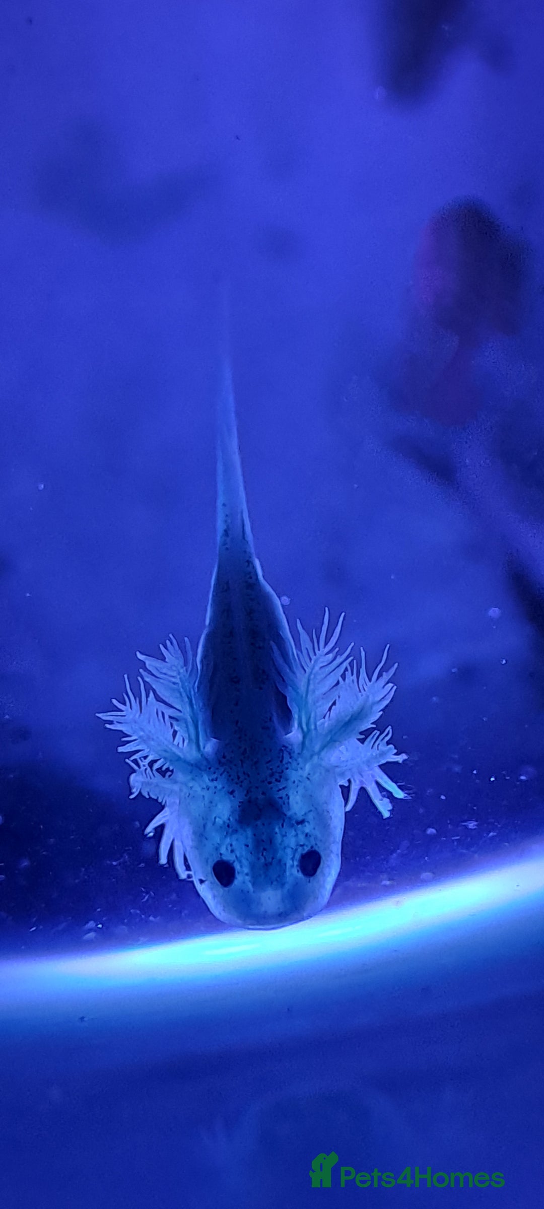 Axolotl reptiles for sale: Axolotls  - Image 13