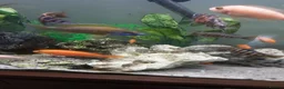 Cichlids fish for sale: Red zebra / orange malawi in South Shields - Advert 3