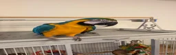 Macaws birds for sale: Blue & Gold Macaw - Advert 2