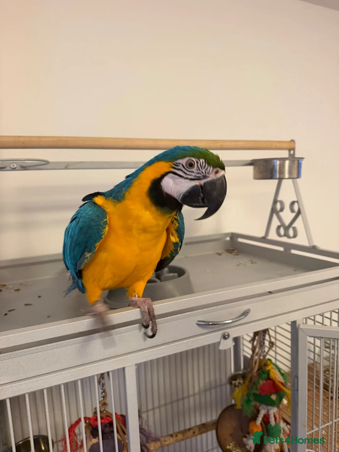 Macaws birds for sale: Blue & Gold Macaw - Advert 2