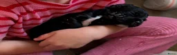 Cocker Spaniel dogs for sale: Cocker spaniel puppies  - Advert 3
