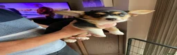 Welsh Corgi Cardigan dogs for sale: WELSH CARDIGAN CORGI GIRLS READY NOW - Advert 35