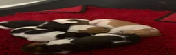 Jack Russell dogs for sale: Jack Russell puppies mixed litter small breed in Hull - Advert 8
