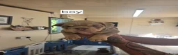 Mixed Breed dogs for sale: Olde English bulldog puppies  - Advert 3