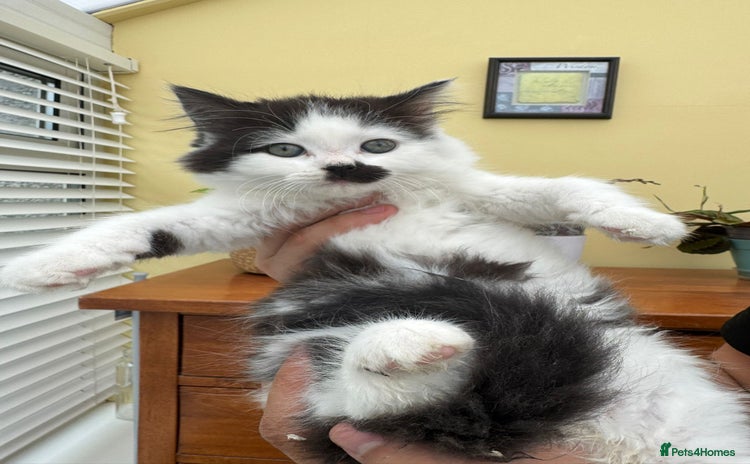 Maine Coon cats - Advert 1
