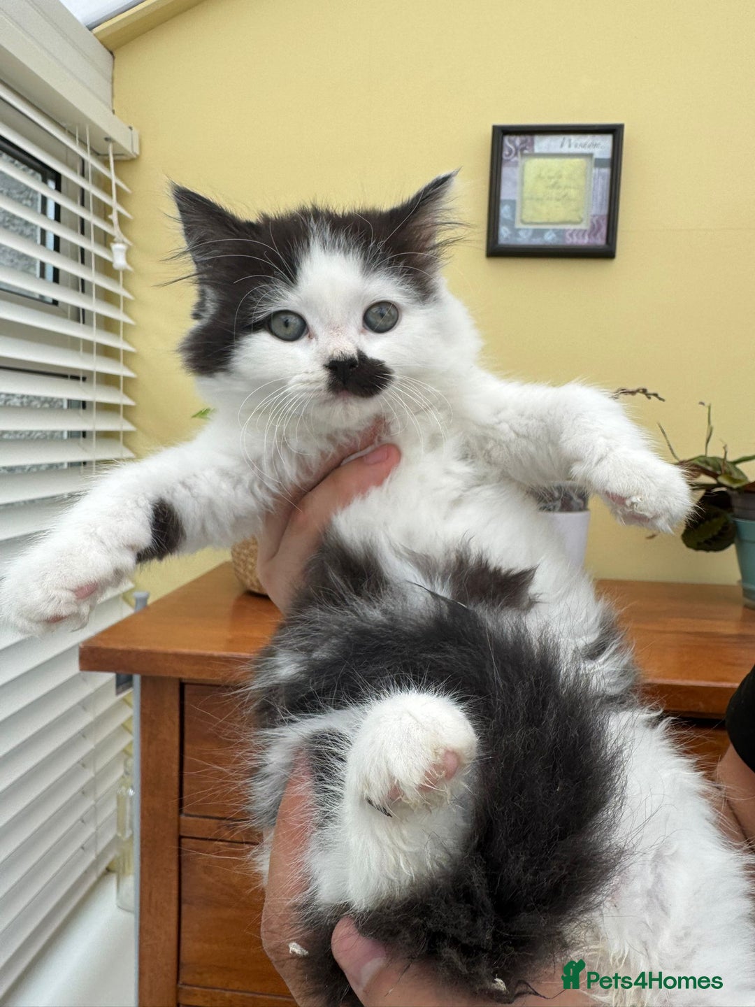 Maine Coon cats for sale: Maine coon xxx - Image 1