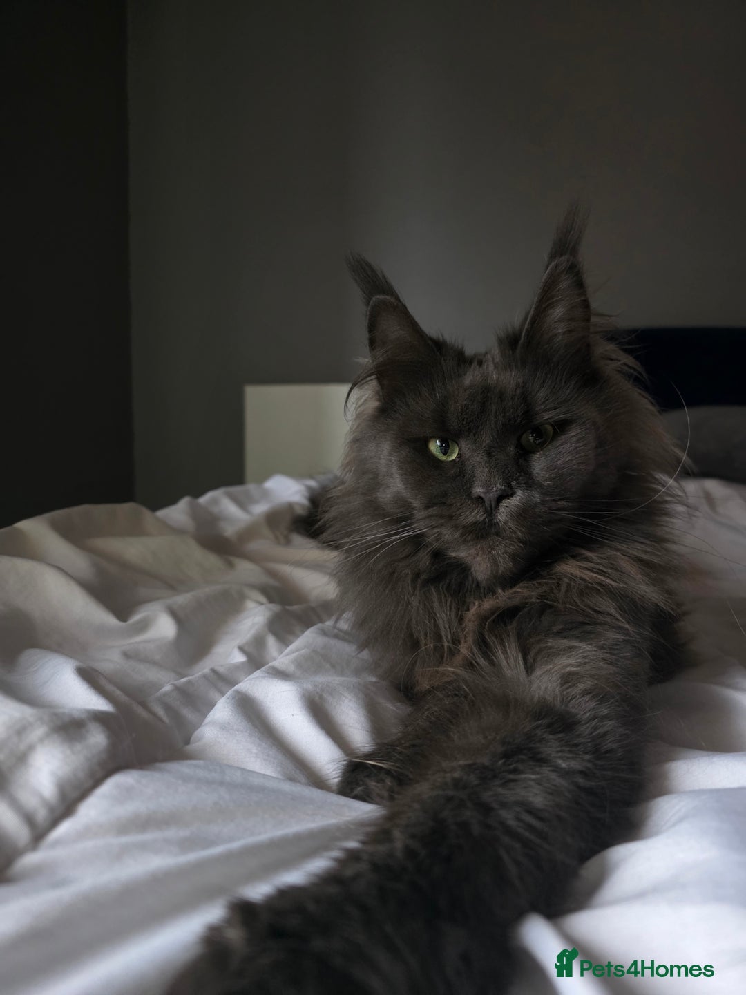 Maine Coon cats for sale: Maine Coon kittens from champion line - Advert 6