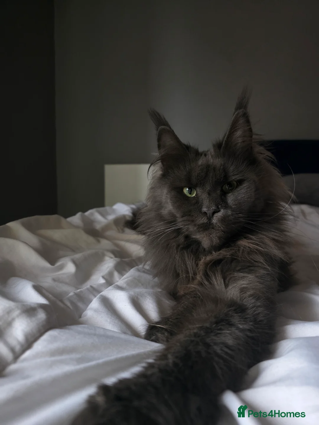 Maine Coon cats for sale: Maine Coon kittens from champion line - Advert 6