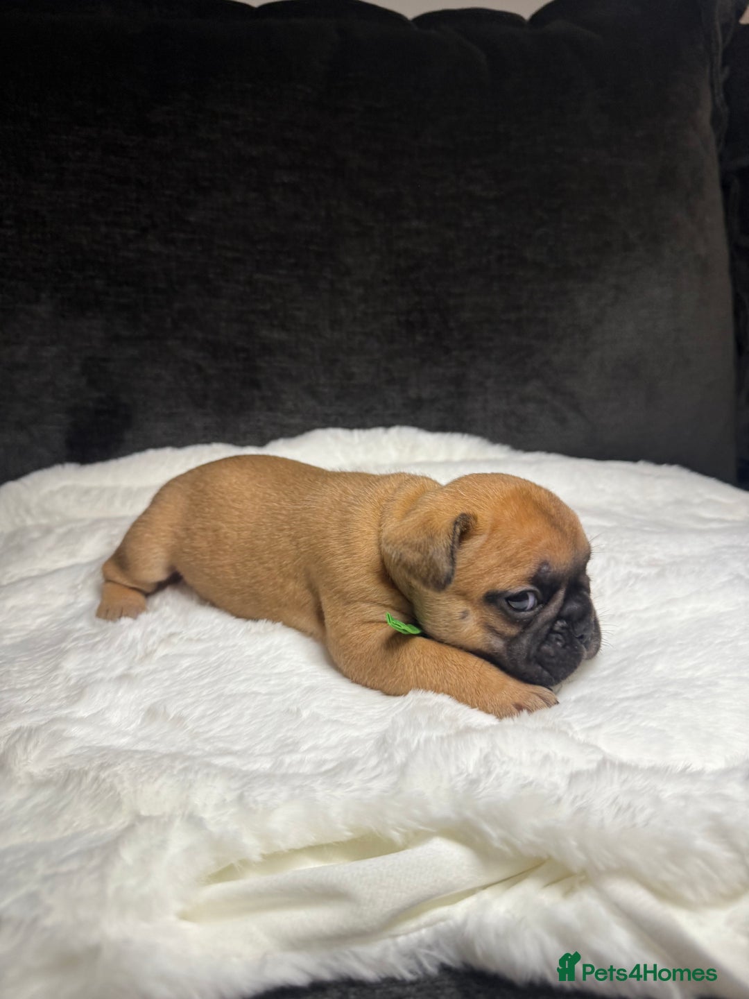 French Bulldog dogs for sale: French Bulldog puppies - Advert 13