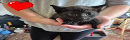 Mixed Breed cats for sale: 7 kittens looking for new loving homes - Advert 7