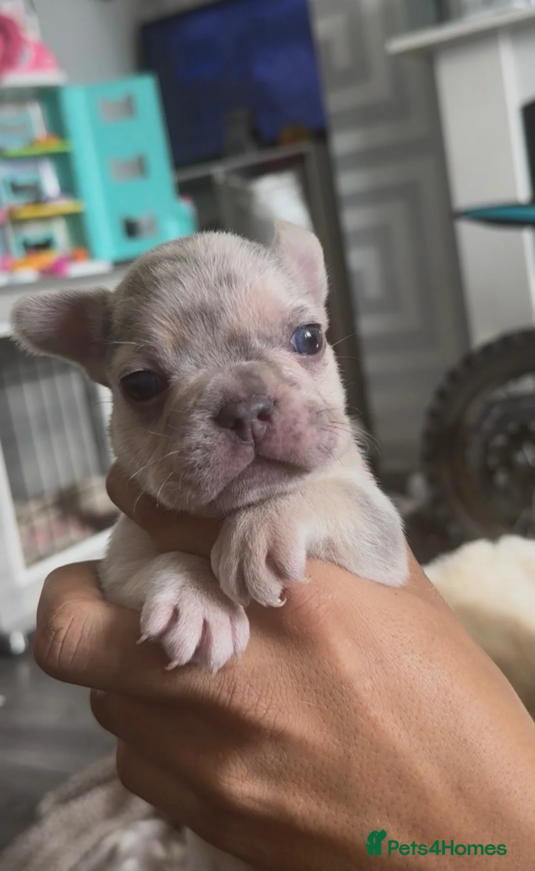 French Bulldog dogs for sale: French bulldog pups available - Advert 2