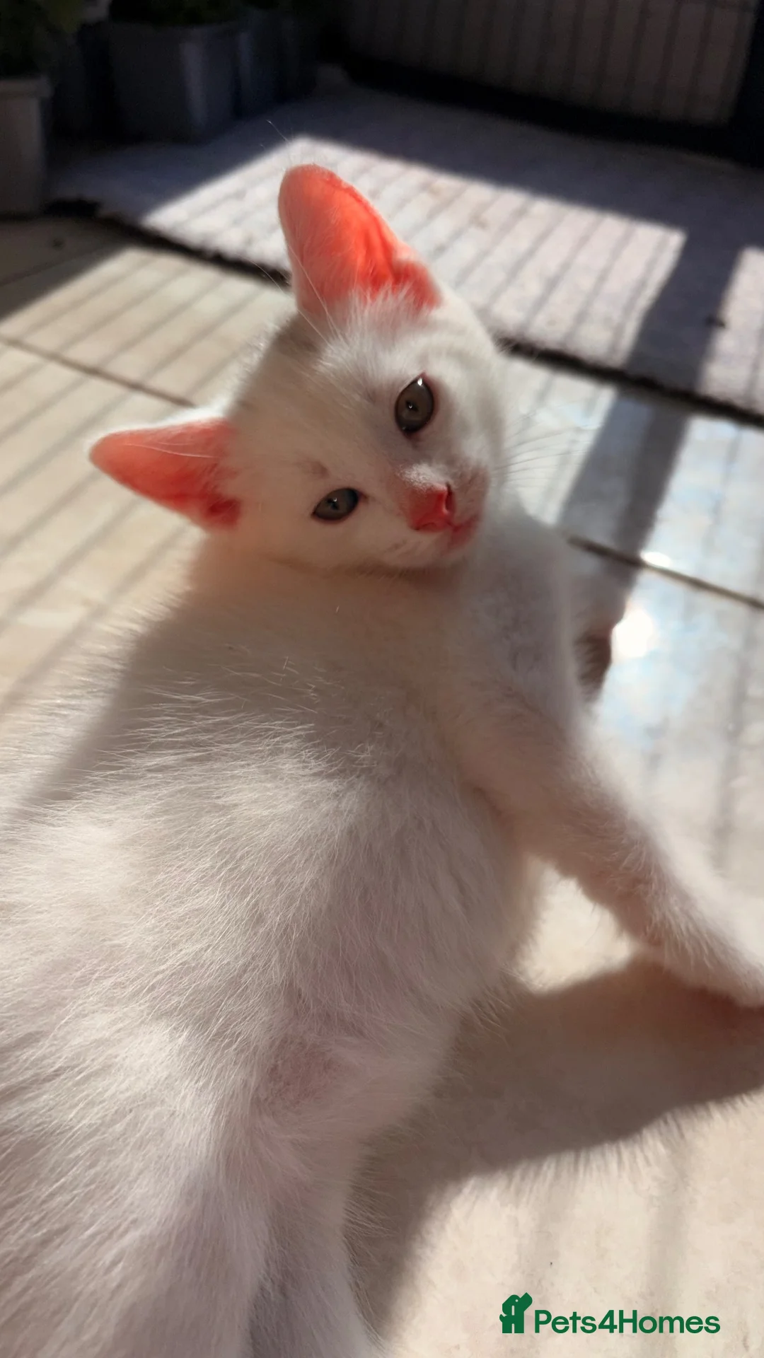 Domestic Shorthair cats for sale: 🐾 4 Lovely Kittens Looking for Homes  🐾    - Advert 1