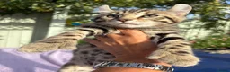 Keetso cats for sale: Superb polydactyl curled eared Keetso kittens.  - Advert 28