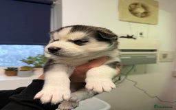 Siberian Husky dogs for sale: 1 female and 2 male huskies for sale - Advert 7