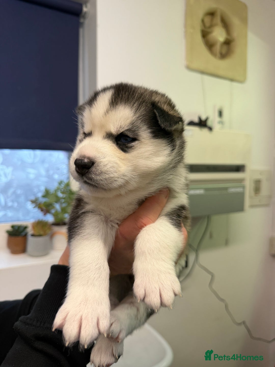 Siberian Husky dogs for sale: 1 female and 2 male huskies for sale - Advert 7