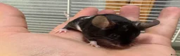 Mouse rodents for sale: Friendly baby black & white male with set up - Advert 2