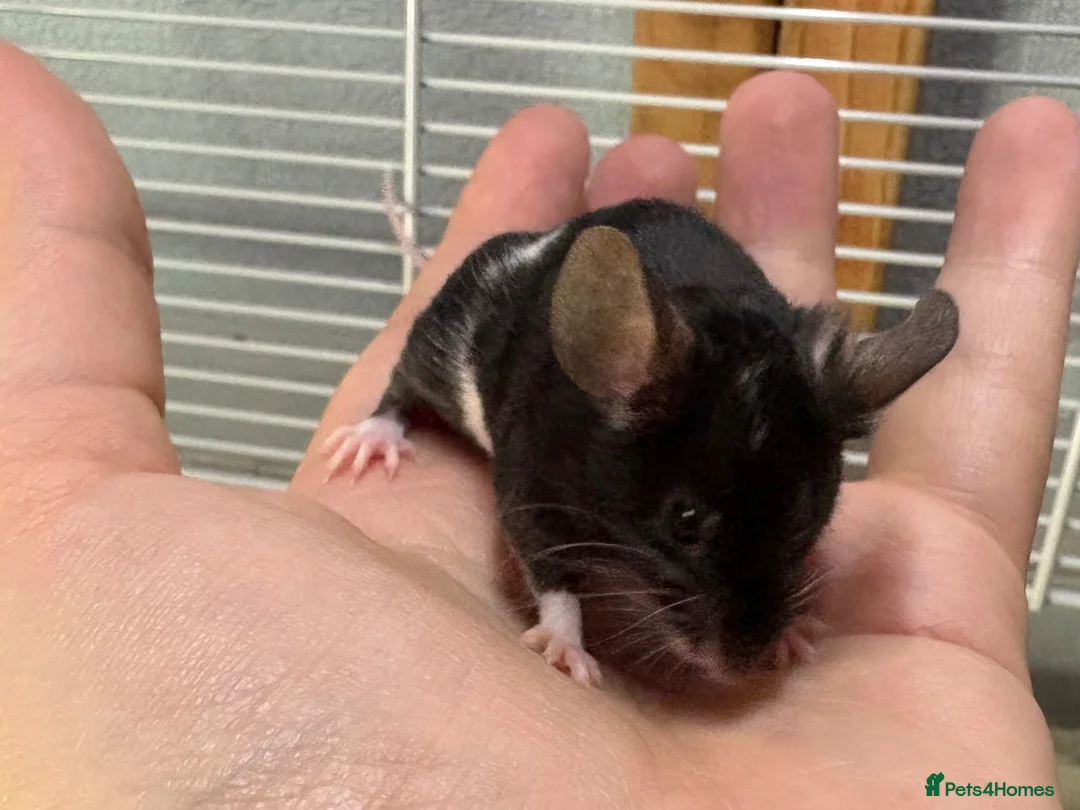 Mouse rodents for sale: Friendly baby black & white male with set up - Advert 2