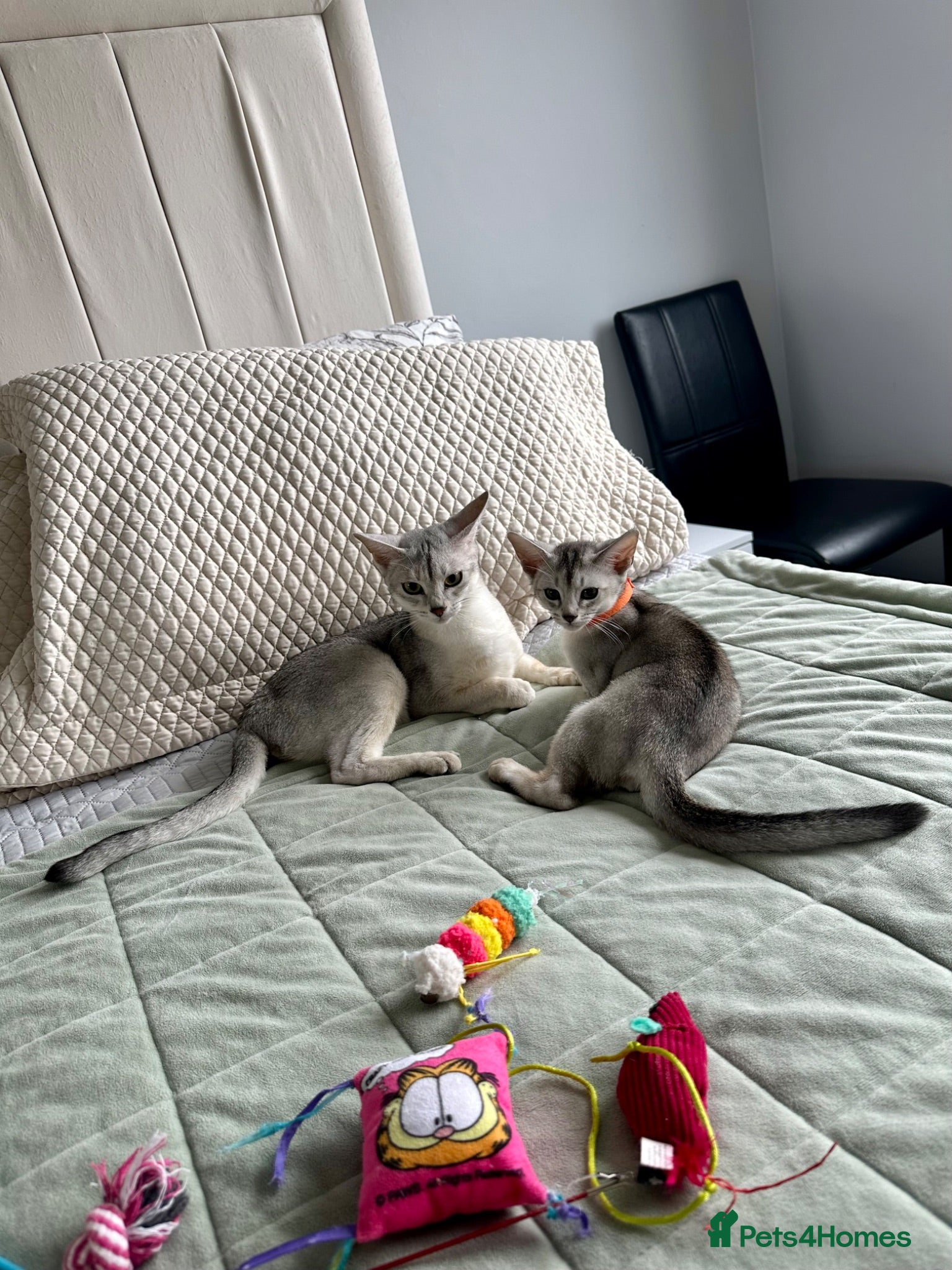 Abyssinian cats Silver Abyssinian kittens  - Advert 11