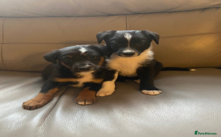 Border Collie dogs - Advert 14