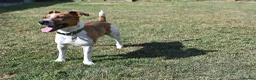 Jack Russell dogs for stud: Jack Russell stud available in Chester - Advert 4