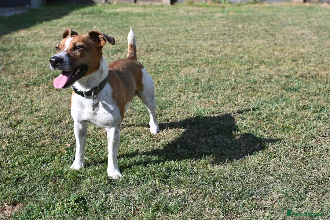 Jack Russell dogs for stud: Jack Russell stud available in Chester - Advert 4