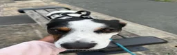 Mixed Breed dogs for sale: Diego - Advert 6