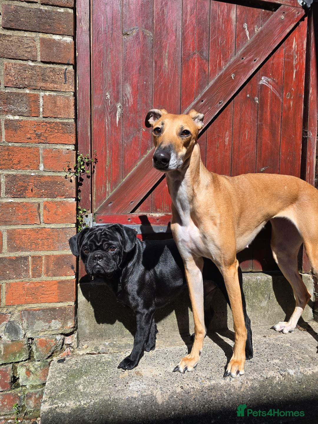 Mixed Breed dogs for sale: Pug x Lucher  - Image 5