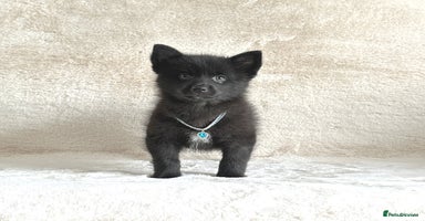Pomsky dogs - Advert 4