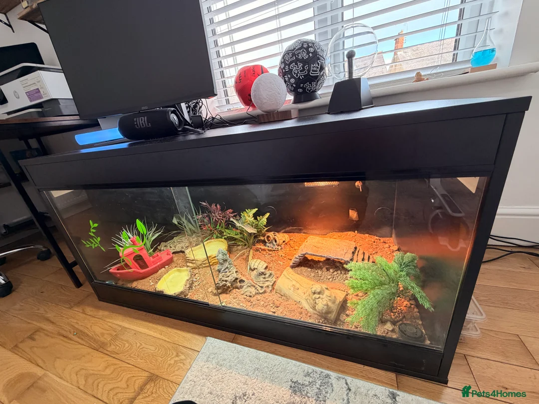 Garter Snake reptiles for sale: Beautiful Ember the bearded dragon complete set up - Advert 2