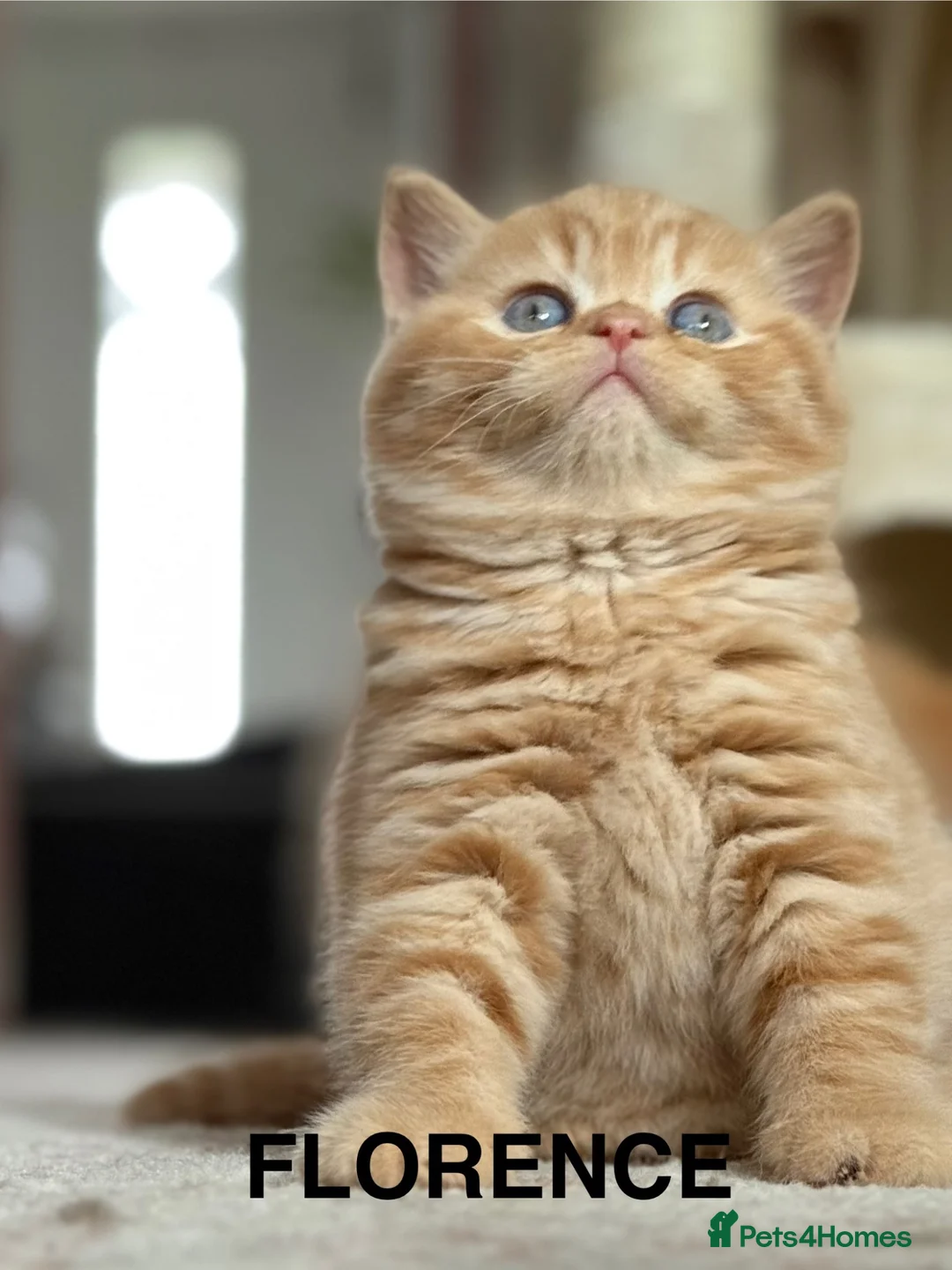 British Shorthair cats for sale: Adorable GCCF registered British Shorthair  - Advert 28