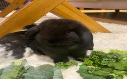 Mini Lop rabbits for sale: Two black mini lops - Image 5