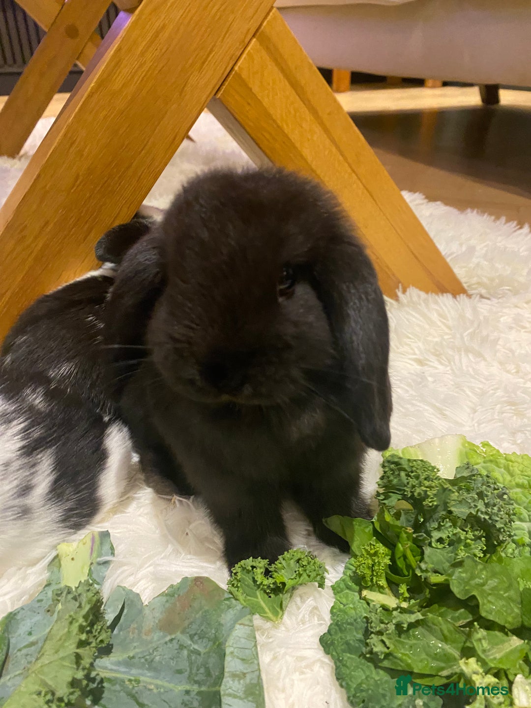 Mini Lop rabbits for sale: Two black mini lops - Image 5