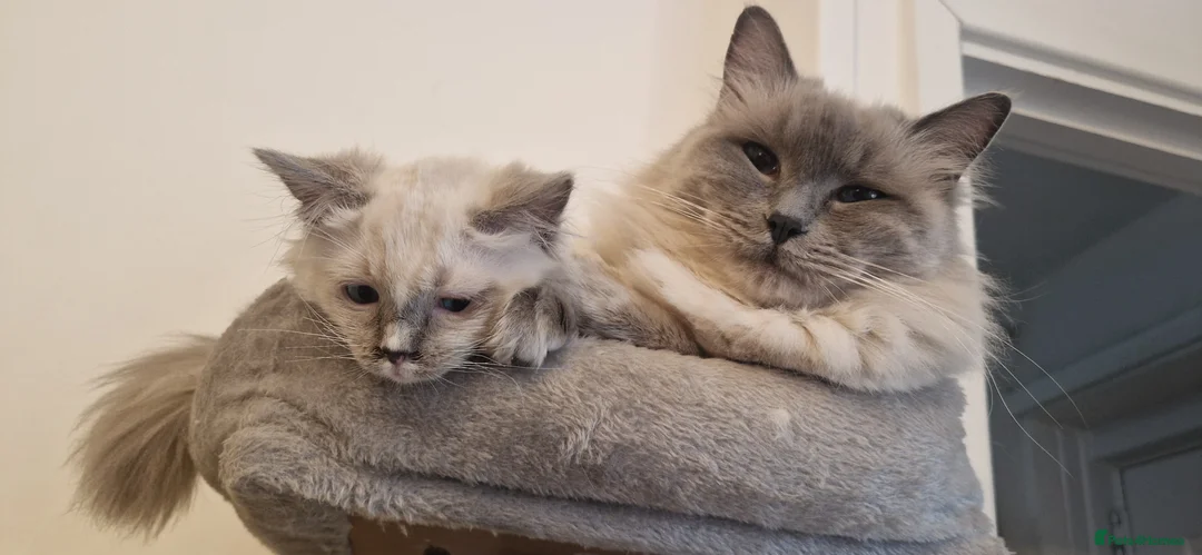 Ragdoll cats for sale: Gorgeous pure bred ragdoll  - Advert 10