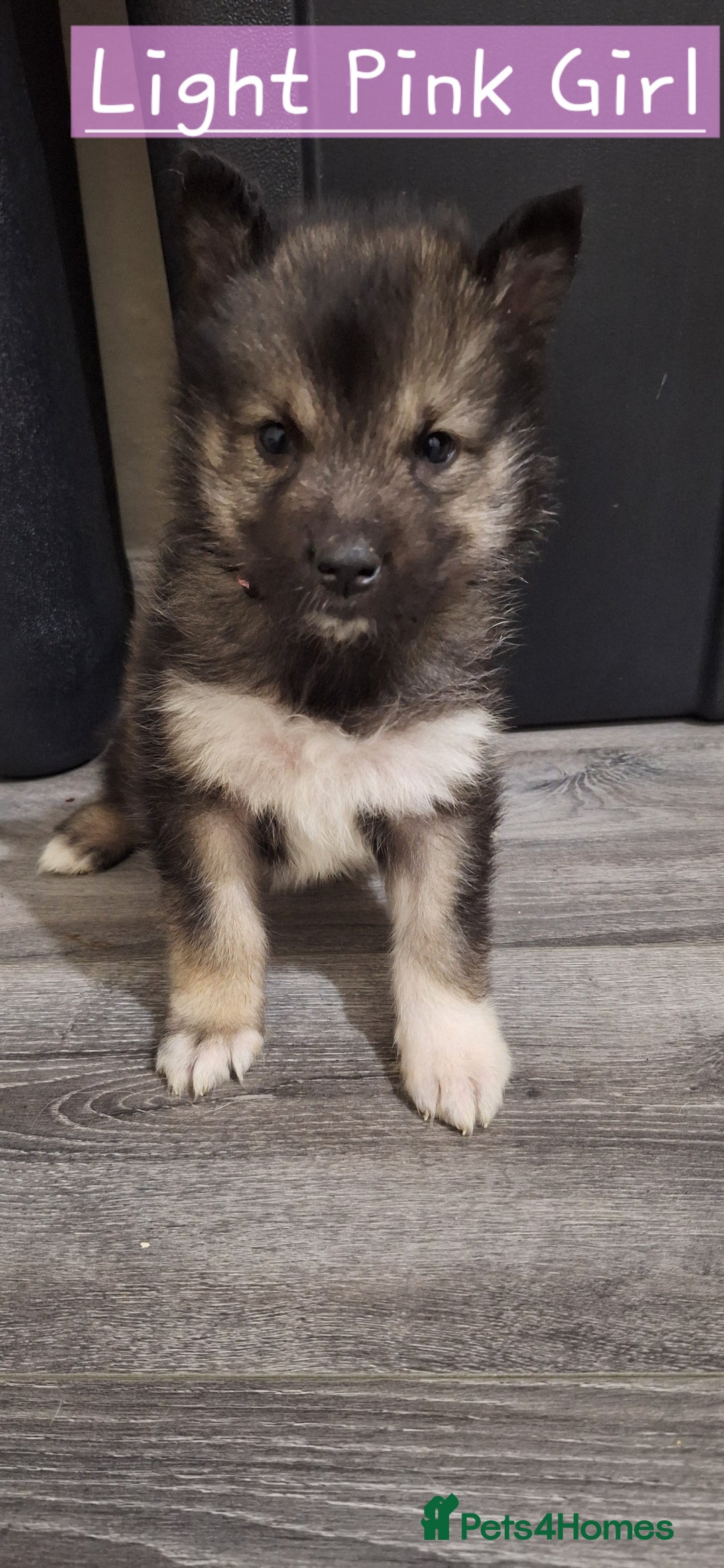 Mixed Breed dogs for sale: 3 remaining Alaskan Shepherds  - Advert 12