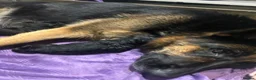 German Shepherd dogs for sale: The unwanted puppy - Advert 2