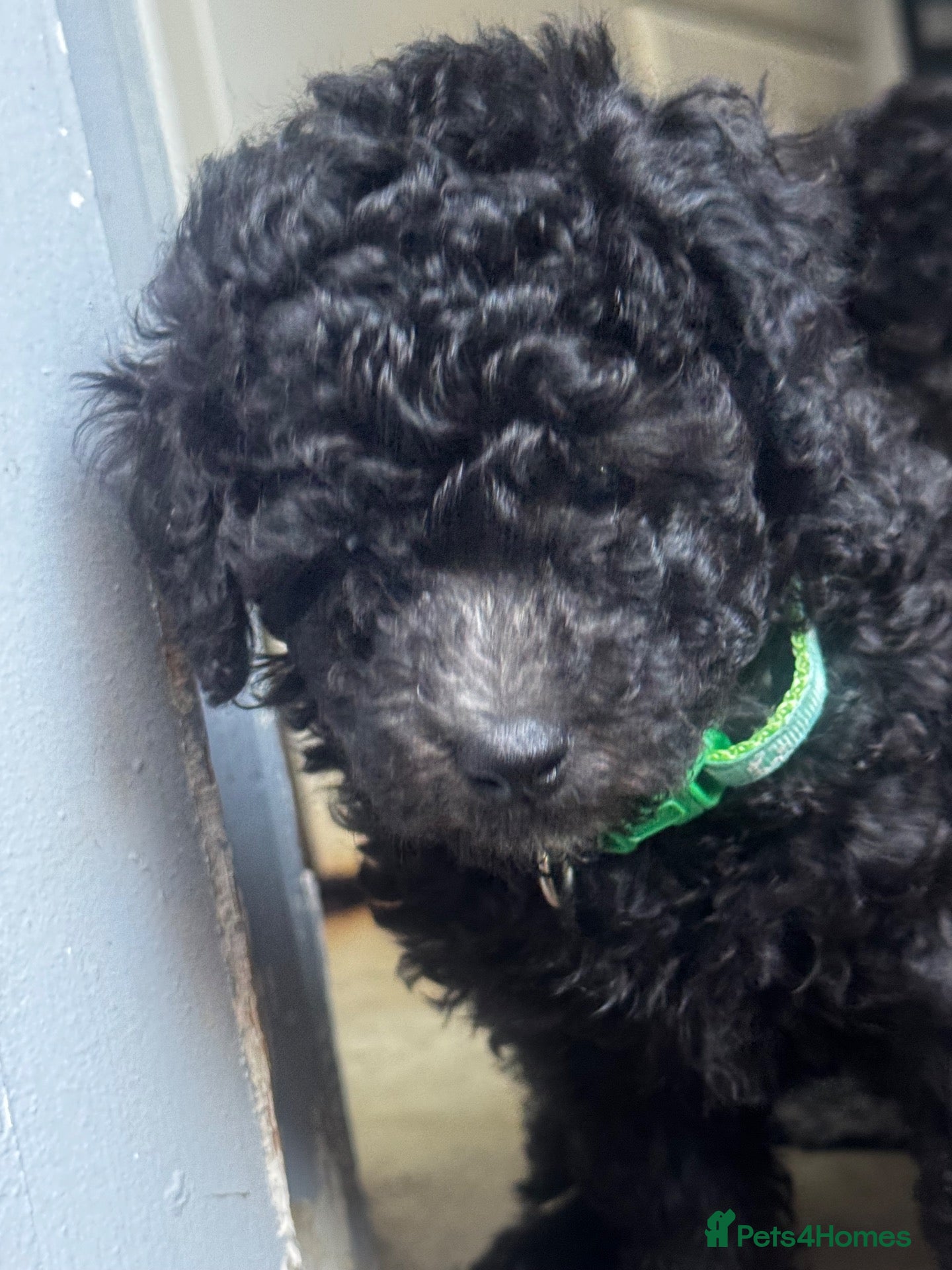Miniature Poodle dogs Silver Miniature Poodle Puppies  - Advert 2