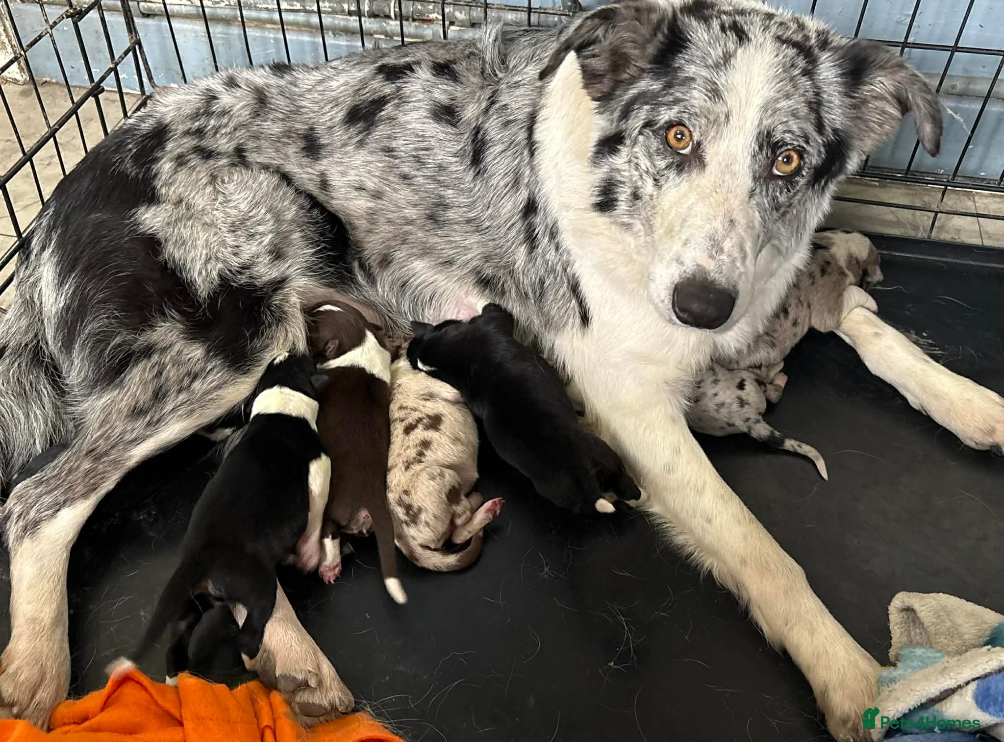 Border Collie dogs Border Collie puppies - Advert 2