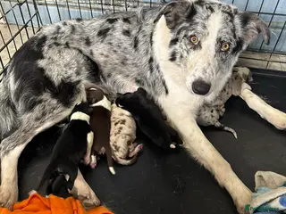 Border Collie dogs Border Collie puppies - Advert 2