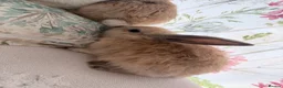 Mixed Breed rabbits for sale: Friendly 11-Week-Old Girl Bunnies - Advert 6