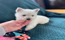 West Highland Terrier dogs for sale: KC registered west highland white puppues - Image 2