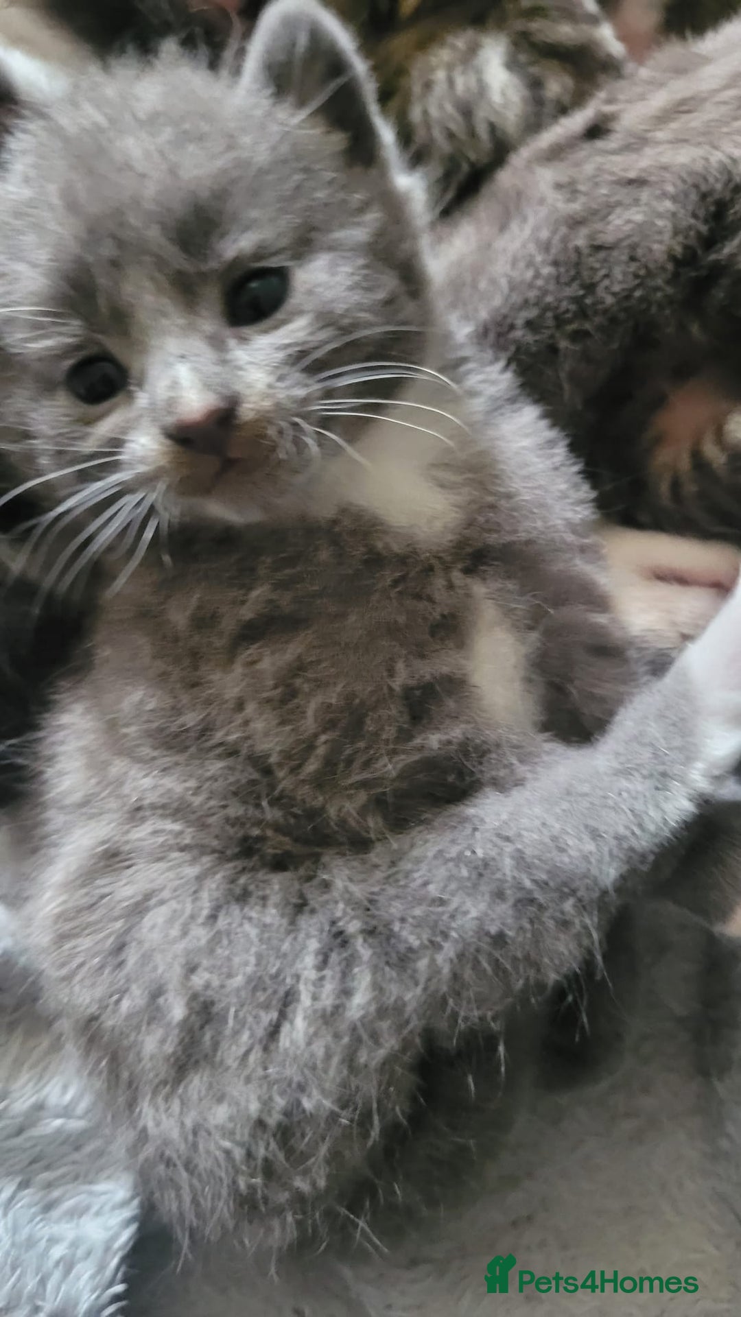 Mixed Breed cats for sale: Beautiful kittens  - Image 3
