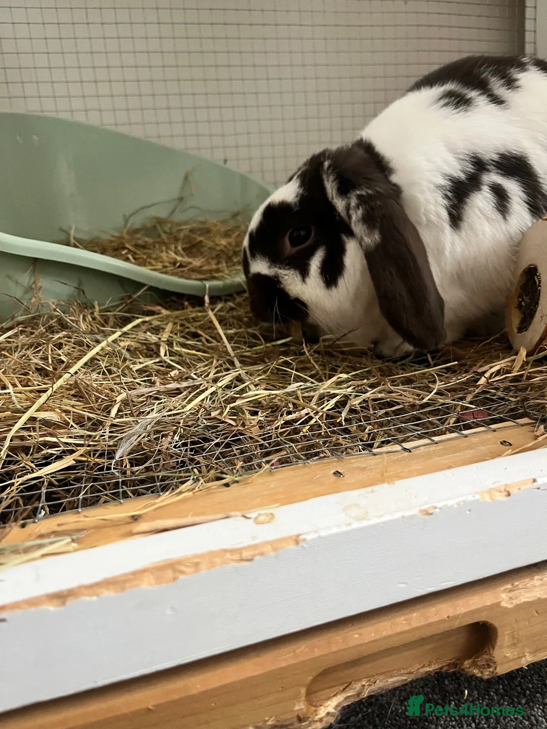 Mini Lop rabbits for sale: ready to leave now!!! in Rotherham - Advert 3