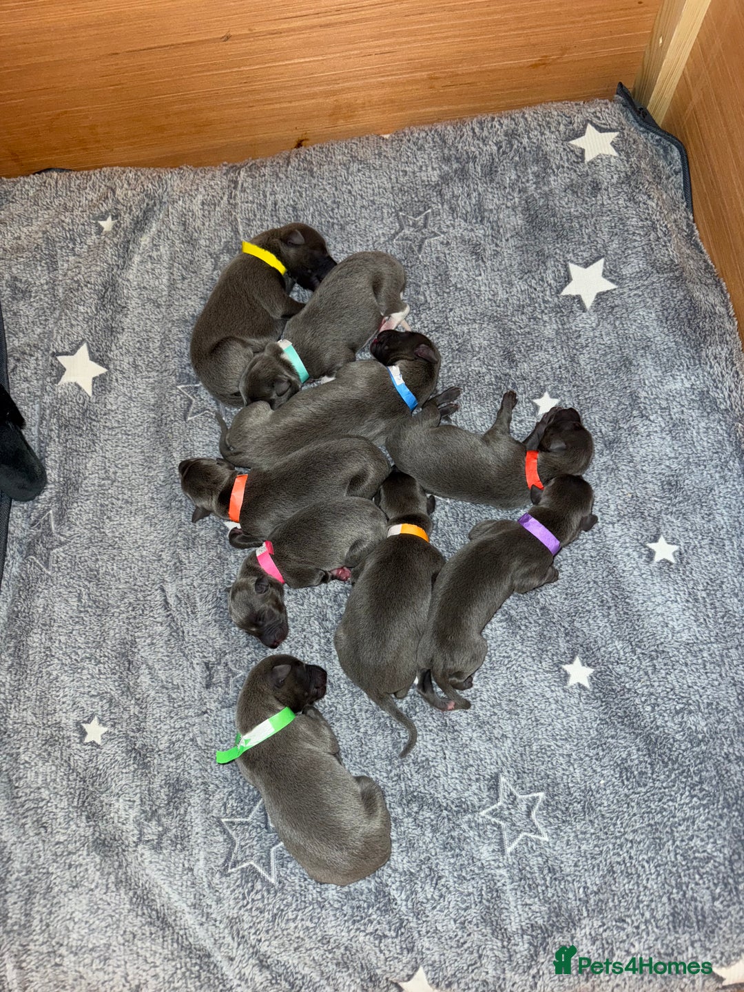 Whippet dogs for sale: Blue whippet puppies - Image 1