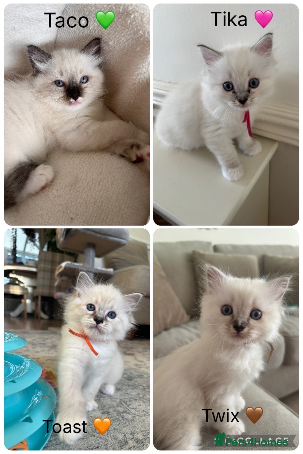 Ragdoll cats for sale: Ragdoll kittens in Menai Bridge - Advert 1