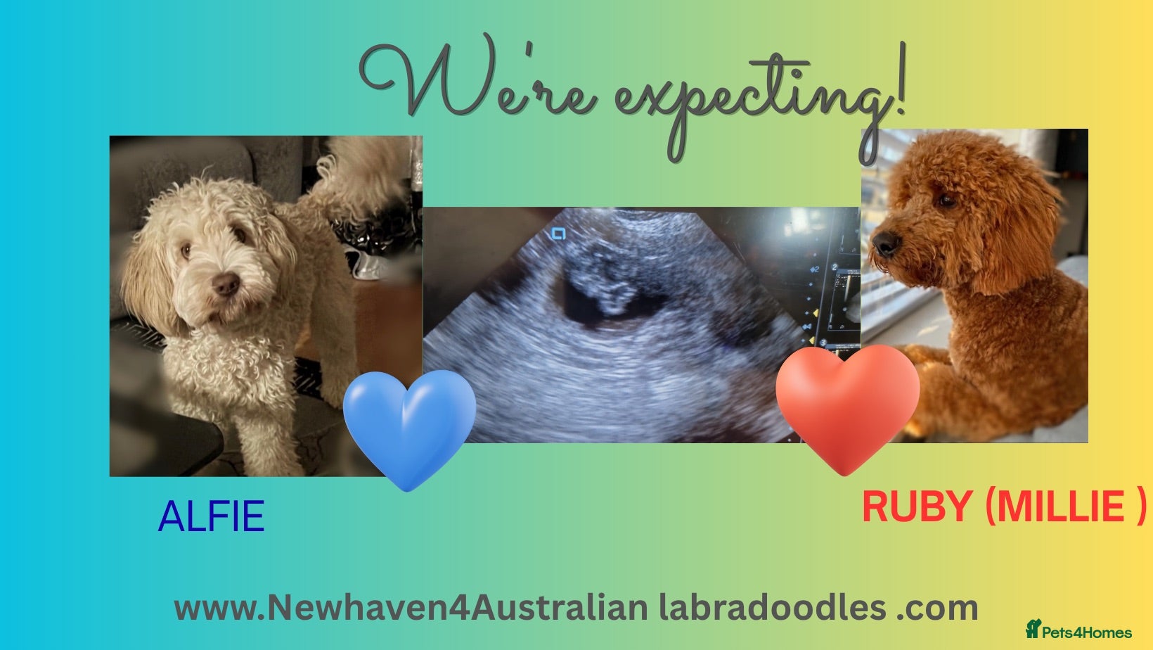 Australian Labradoodle dogs ♥️💙Australian labradoodle - Advert 7
