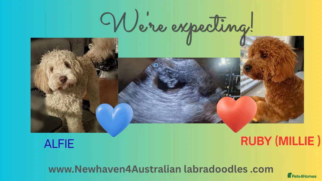 Australian Labradoodle dogs for sale: ♥️💙Australian labradoodle - Advert 1